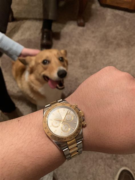 Dog Rolex .